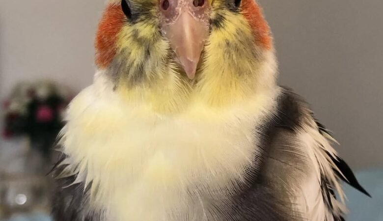 Cockatiel birds for sale in Iowa