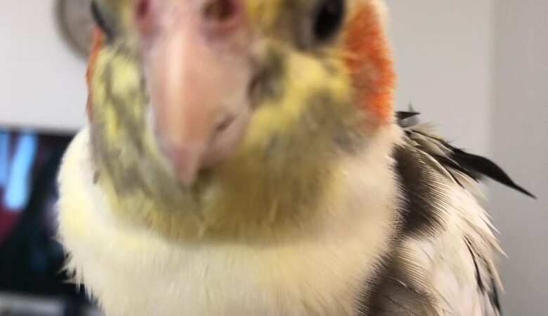 Cockatiel parrots for sale in Alaska