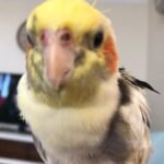 Q: Is it legal to have a cockatiel as a pet in Mexico?