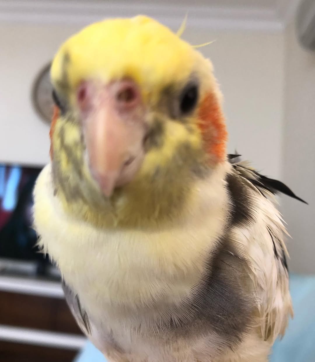 Do Cockatiel Parrots Come with a Health Guarantee When Purchased?