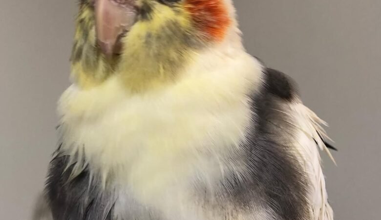 Cockatiel birds in Puerto Rico