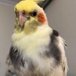 What should I expect to pay when buying from cockatiel breeders in South Dakota?