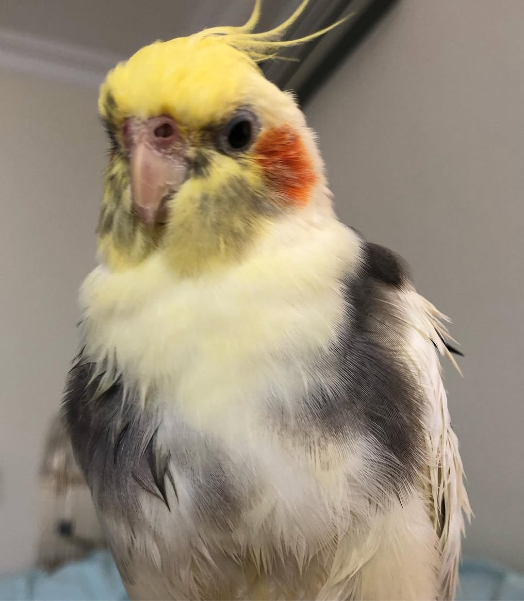 Do Cockatiels Get Separation Anxiety