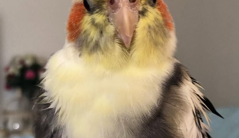 Cockatiel parrots in California