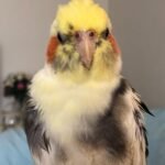 What is the average price range for a hand-fed baby when buying from cockatiel breeders in South Carolina?