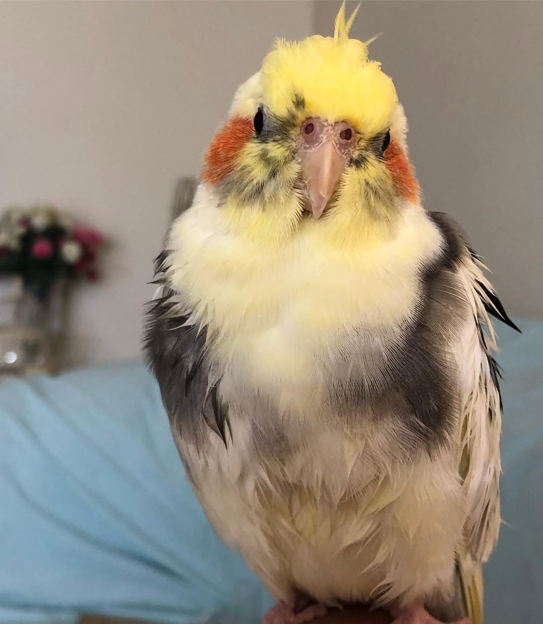 Cockatiel birds in New Zealand