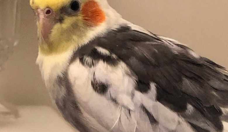 Cockatiel parrots for sale in California