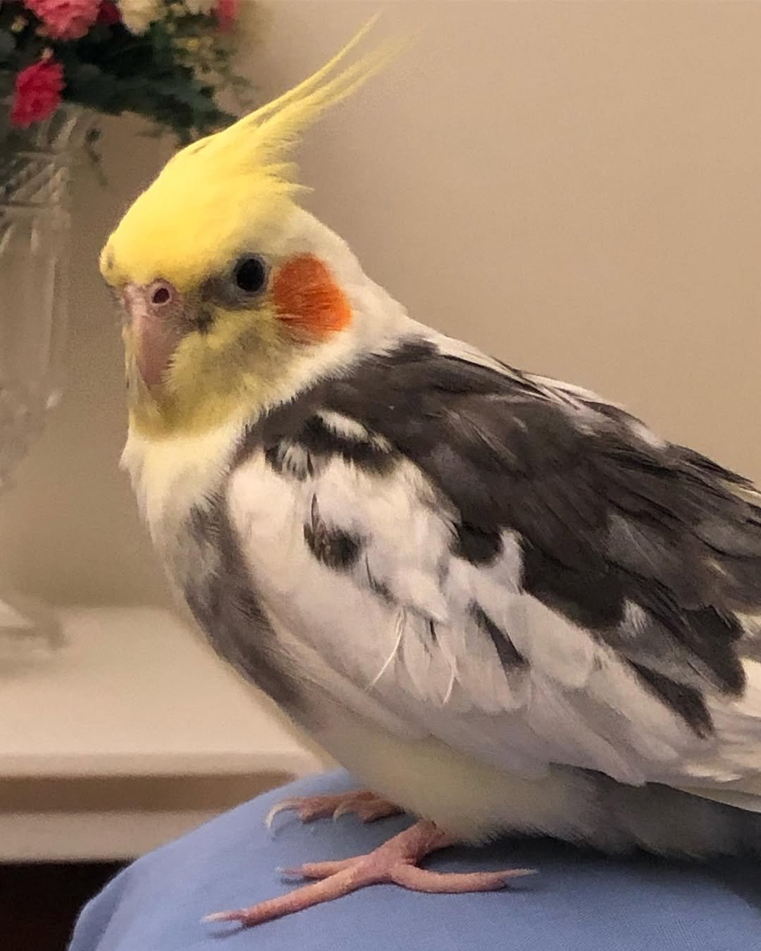 cockatiels for sale in Centre Point