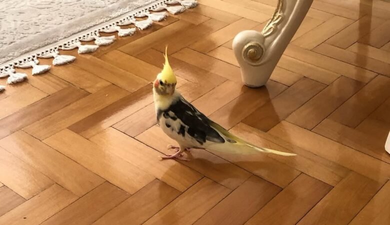 Cockatiel parrots for sale in Michigan