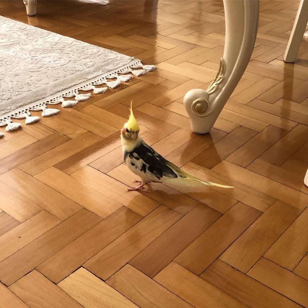 Cockatiel breeders in Alaska