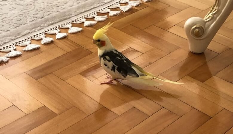 Cockatiel birds in Tennessee