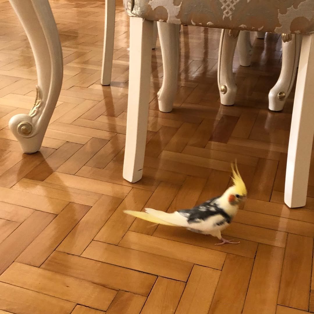 Cockatiel breeders in Arkansas