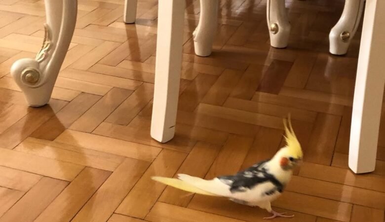 cockatiels for sale in Berkeley, CA