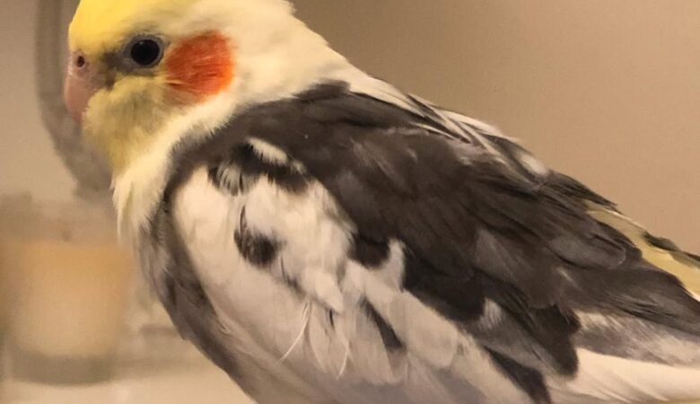 Cockatiel breeders in Colorado