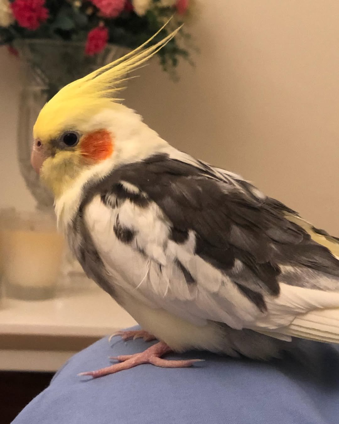 Cockatiel breeders in Colorado