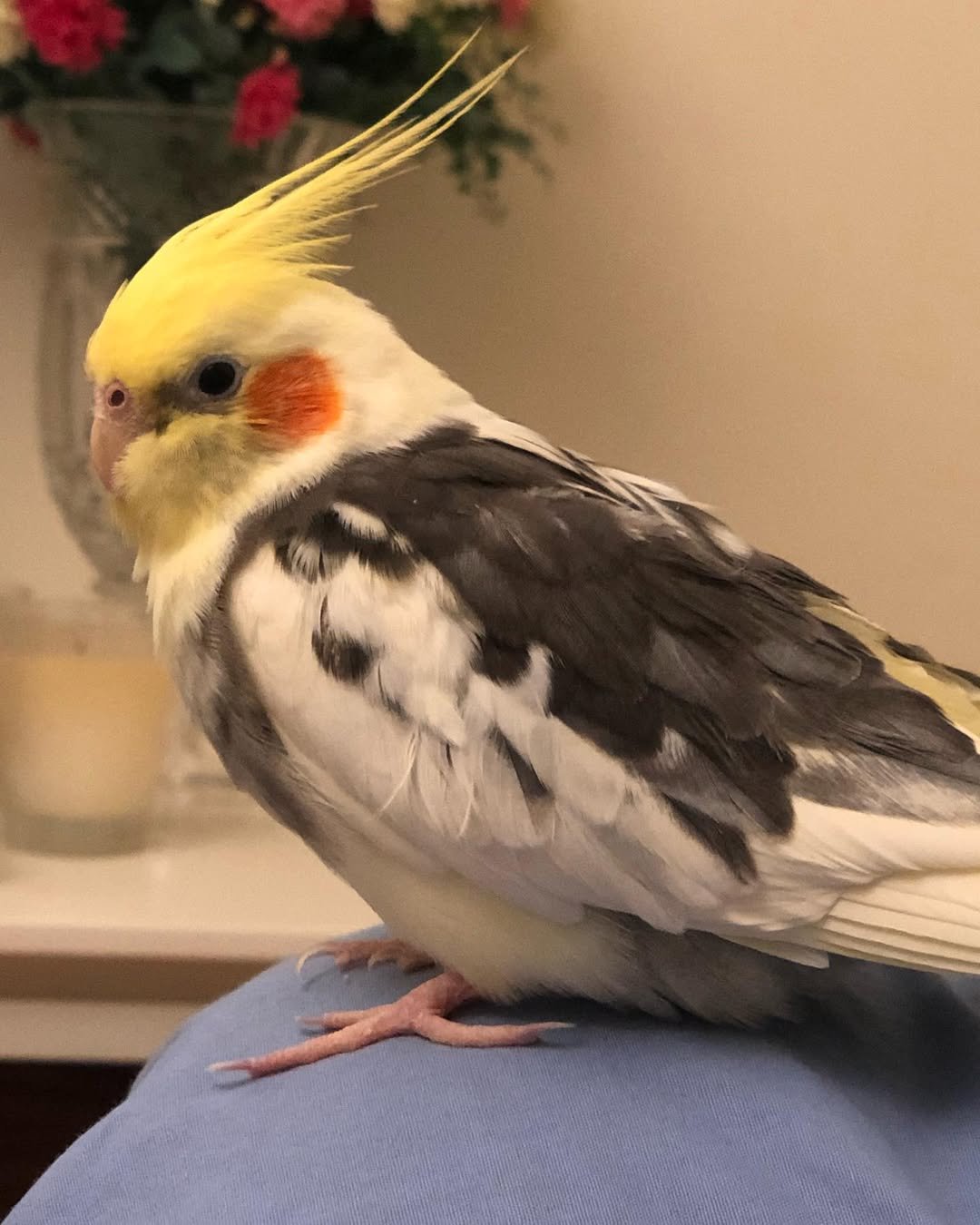 At What Age Can Cockatiels Be Adopted?