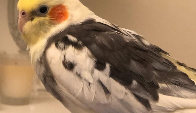 Cockatiel birds for sale in Puerto Rico