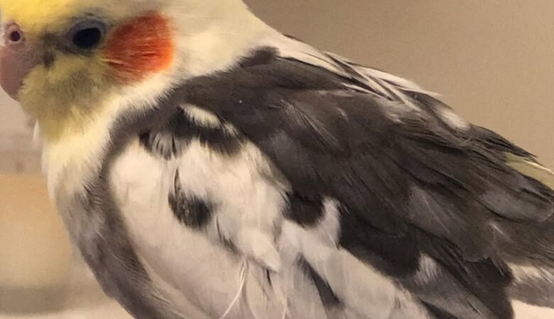 Cockatiel parrots in Maryland