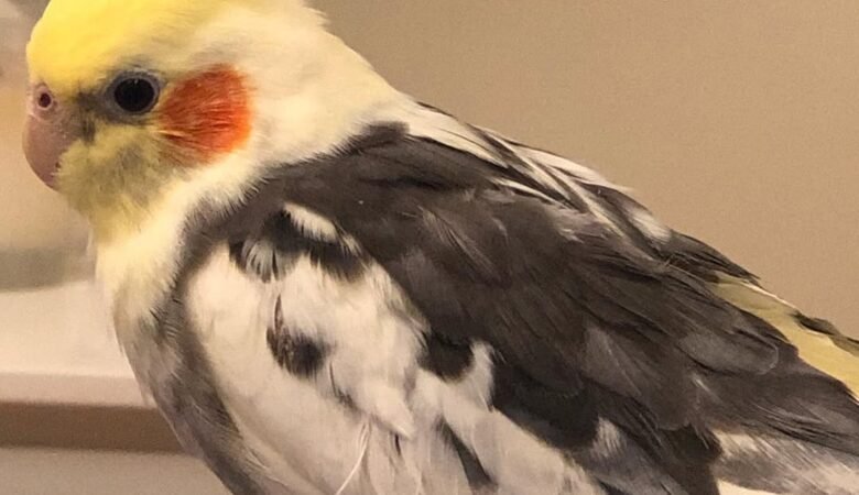 Cockatiel birds for sale in New Zealand