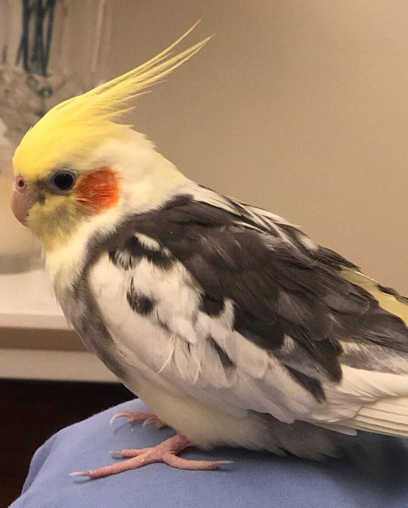 Meet the Team Behind THE COCKATIELS FOR SALE HOME