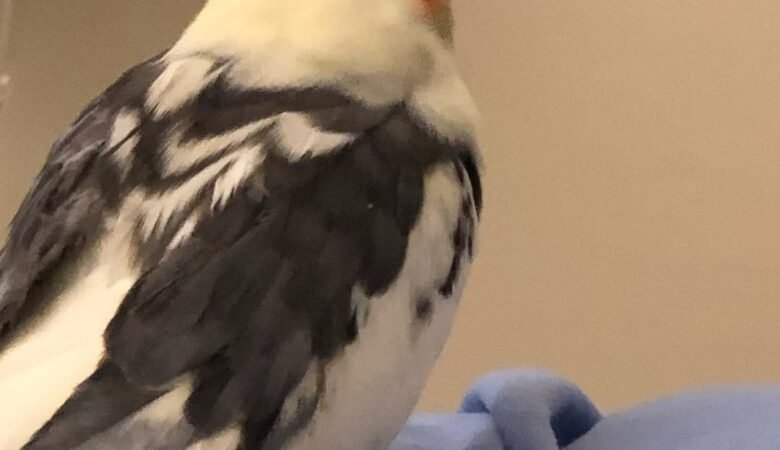 cockatiels for sale in Trussville, AL