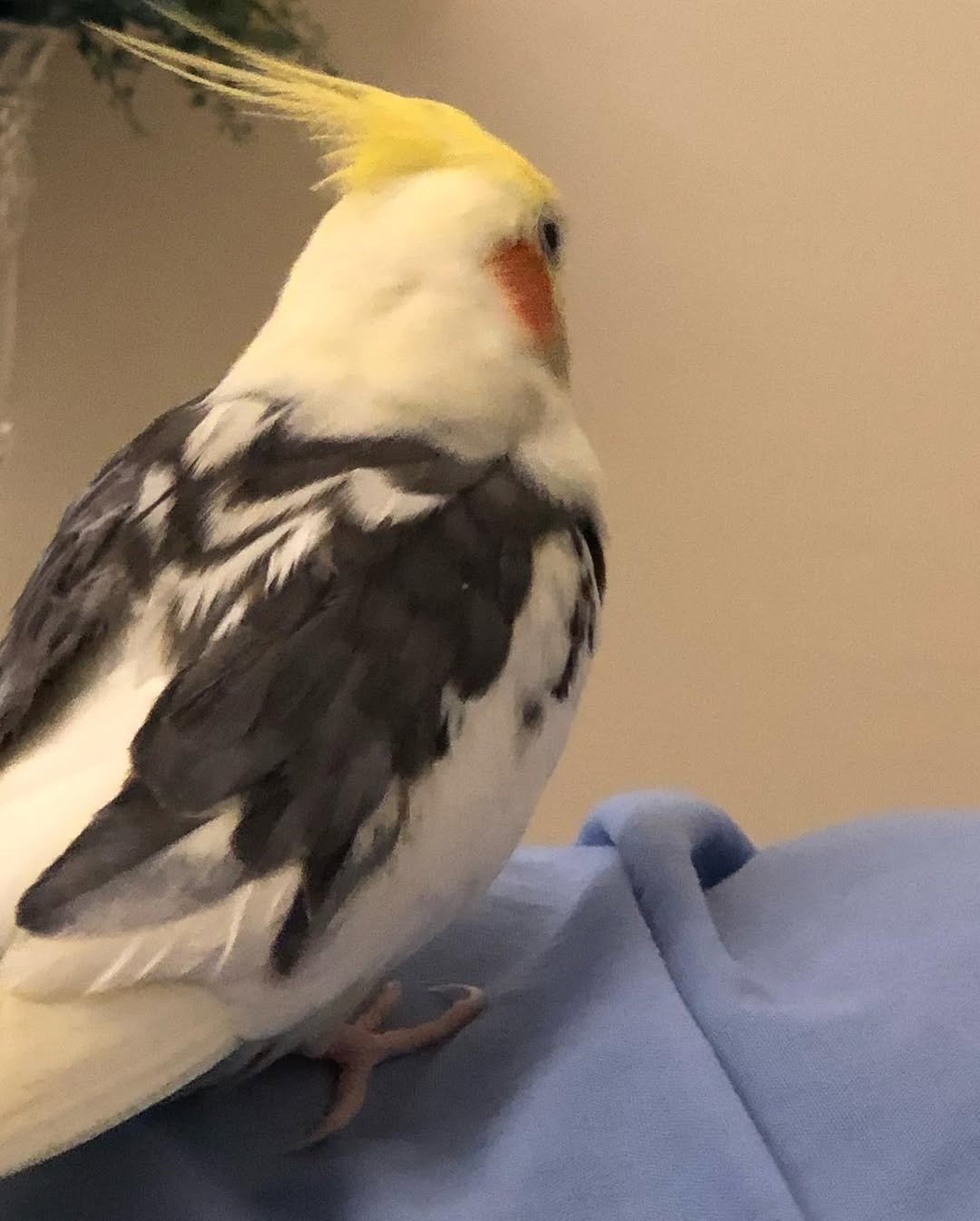 Should I Buy a Hand Fed or Parent Raised Cockatiel?