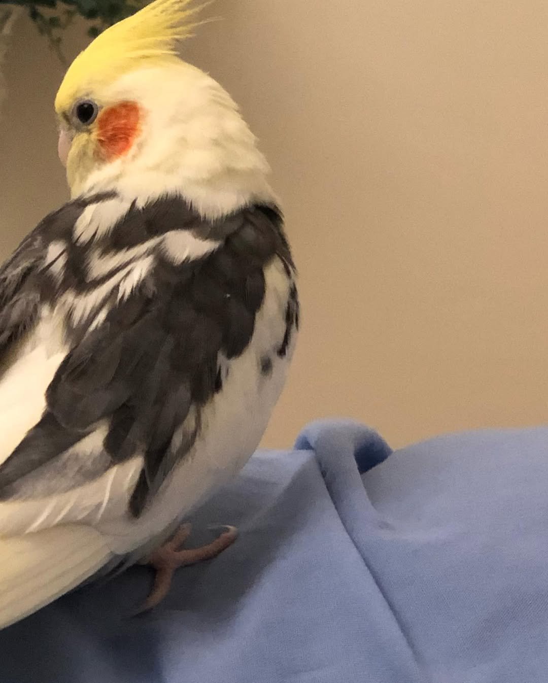 cockatiels for sale in Pelham