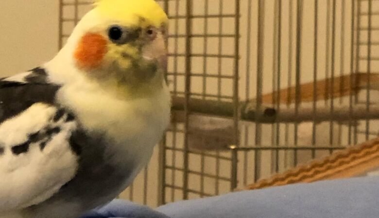 Cockatiel parrots for sale in Missouri