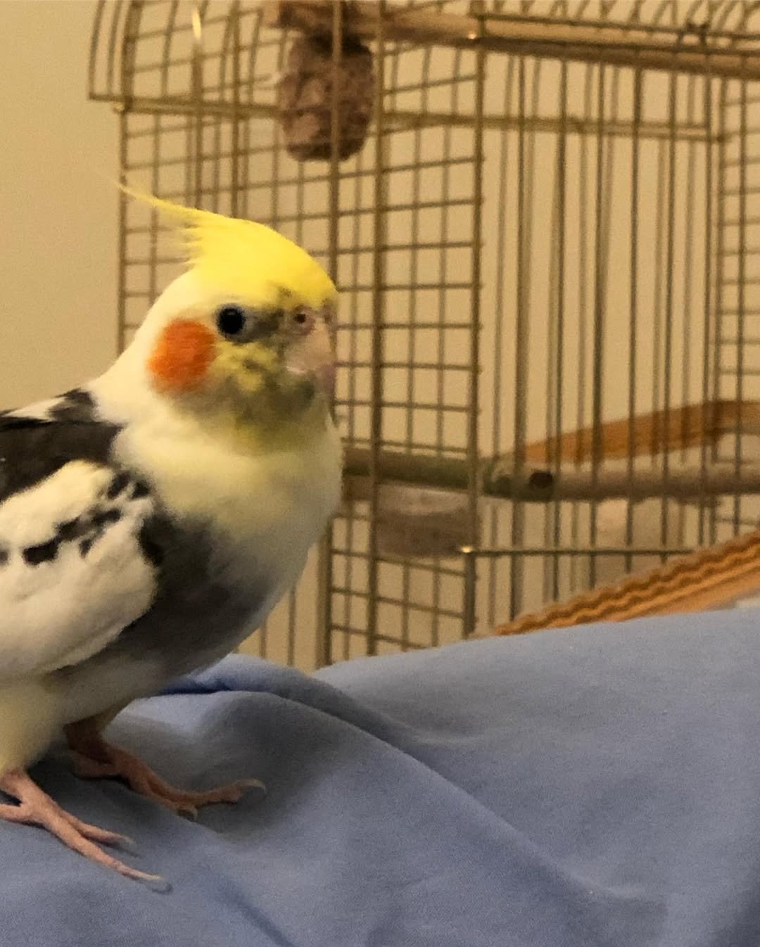 Cockatiel breeders in Florida