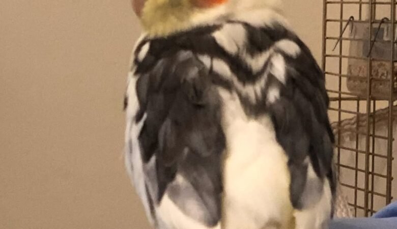 Cockatiel breeders in Delaware