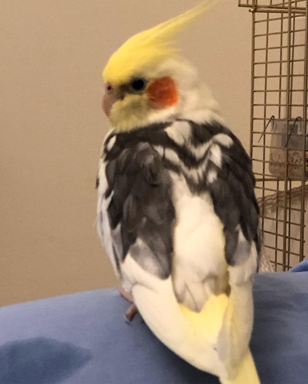 Cockatiel birds in Wisconsin