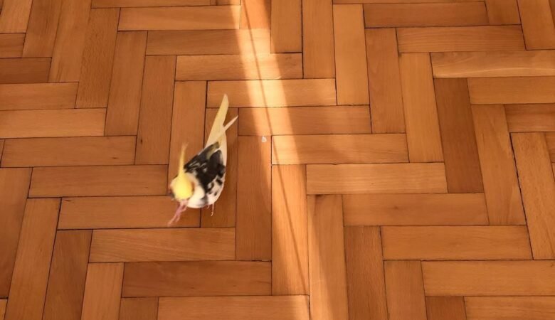 Cockatiel birds in West Virginia