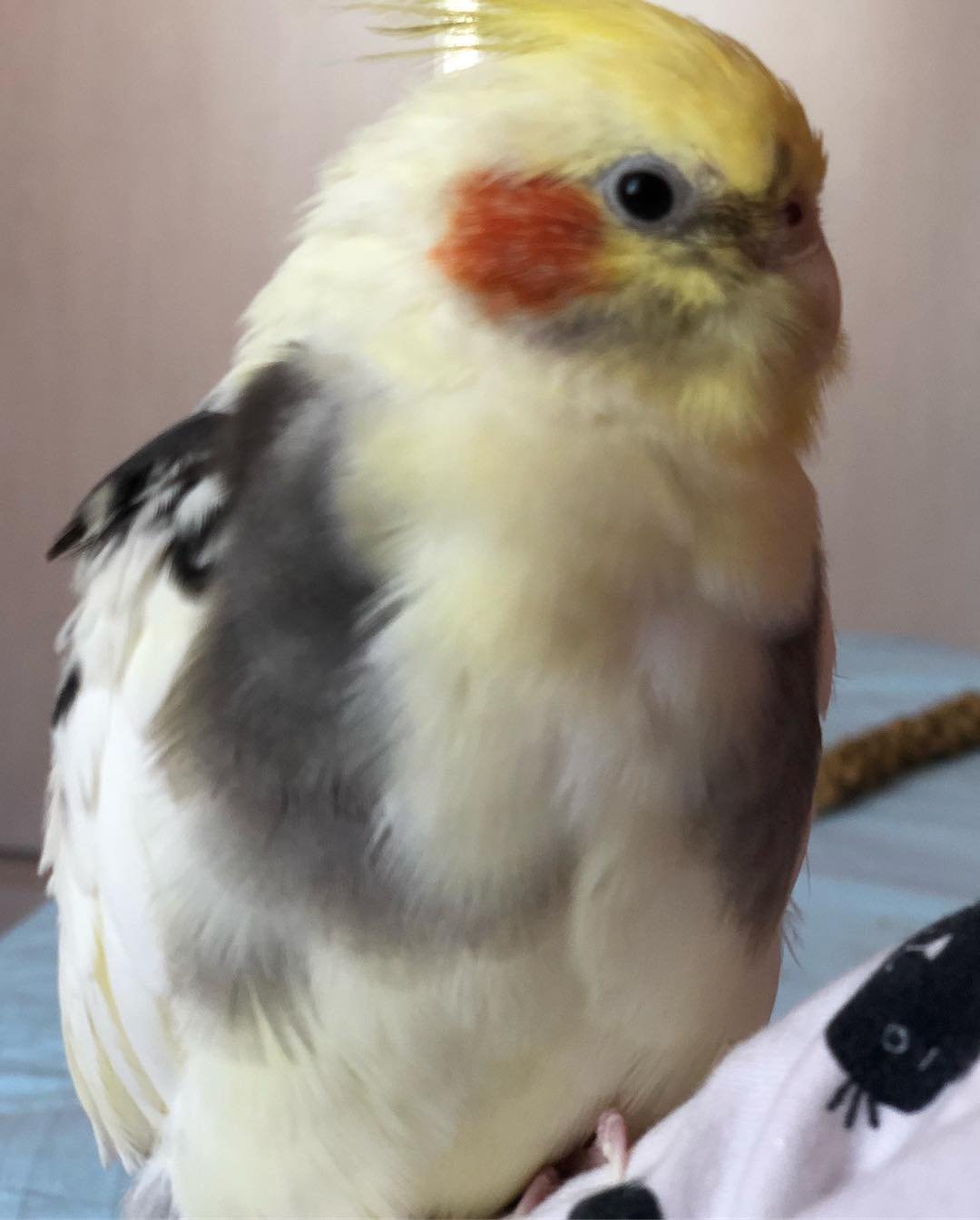 Cockatiel breeders in California