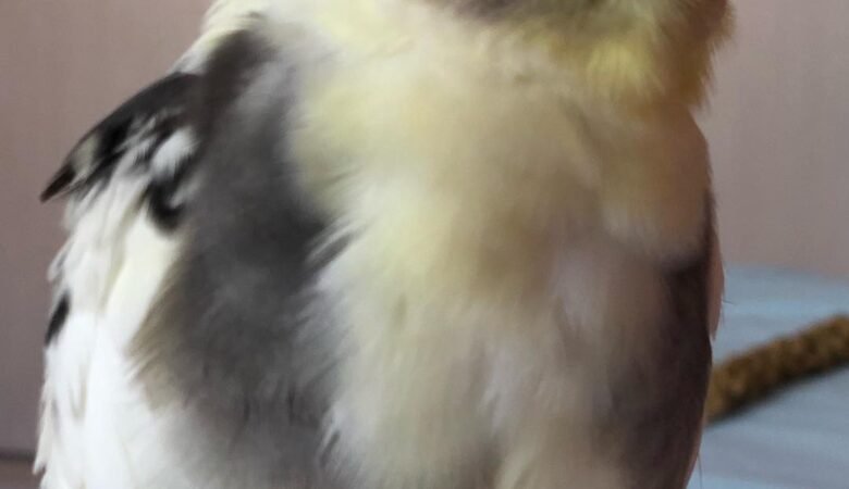 Cockatiel birds in Wyoming