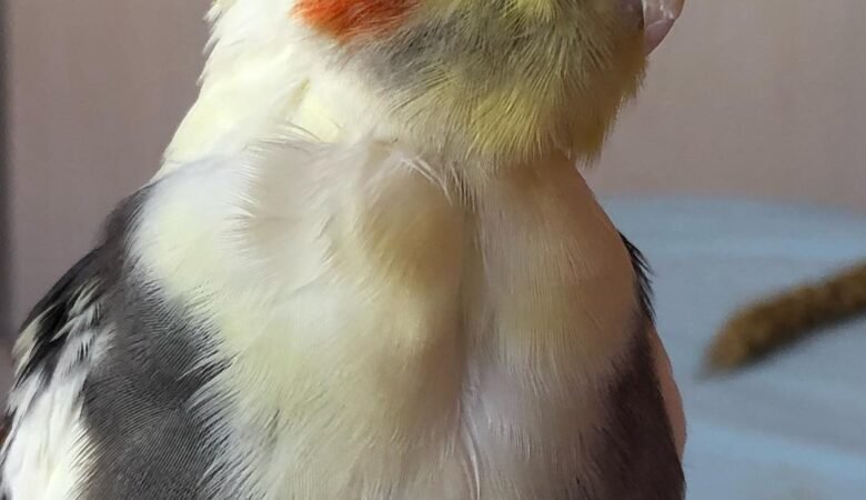 Cockatiel birds in Texas