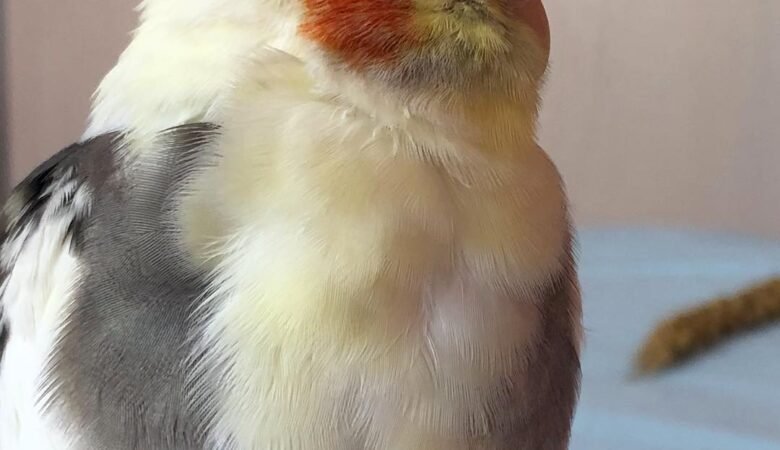 Cockatiel birds in Kentucky