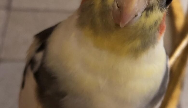 Cockatiel birds in Louisiana