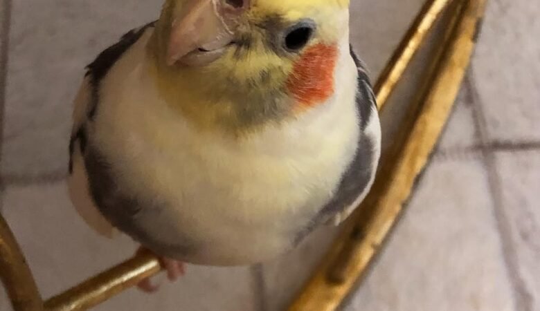 How Do I Stop a Cockatiel From Biting?