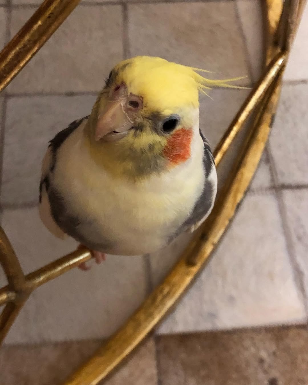 How Do I Stop a Cockatiel From Biting