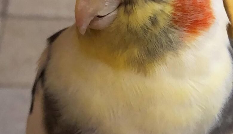 Cockatiel breeders in Utah