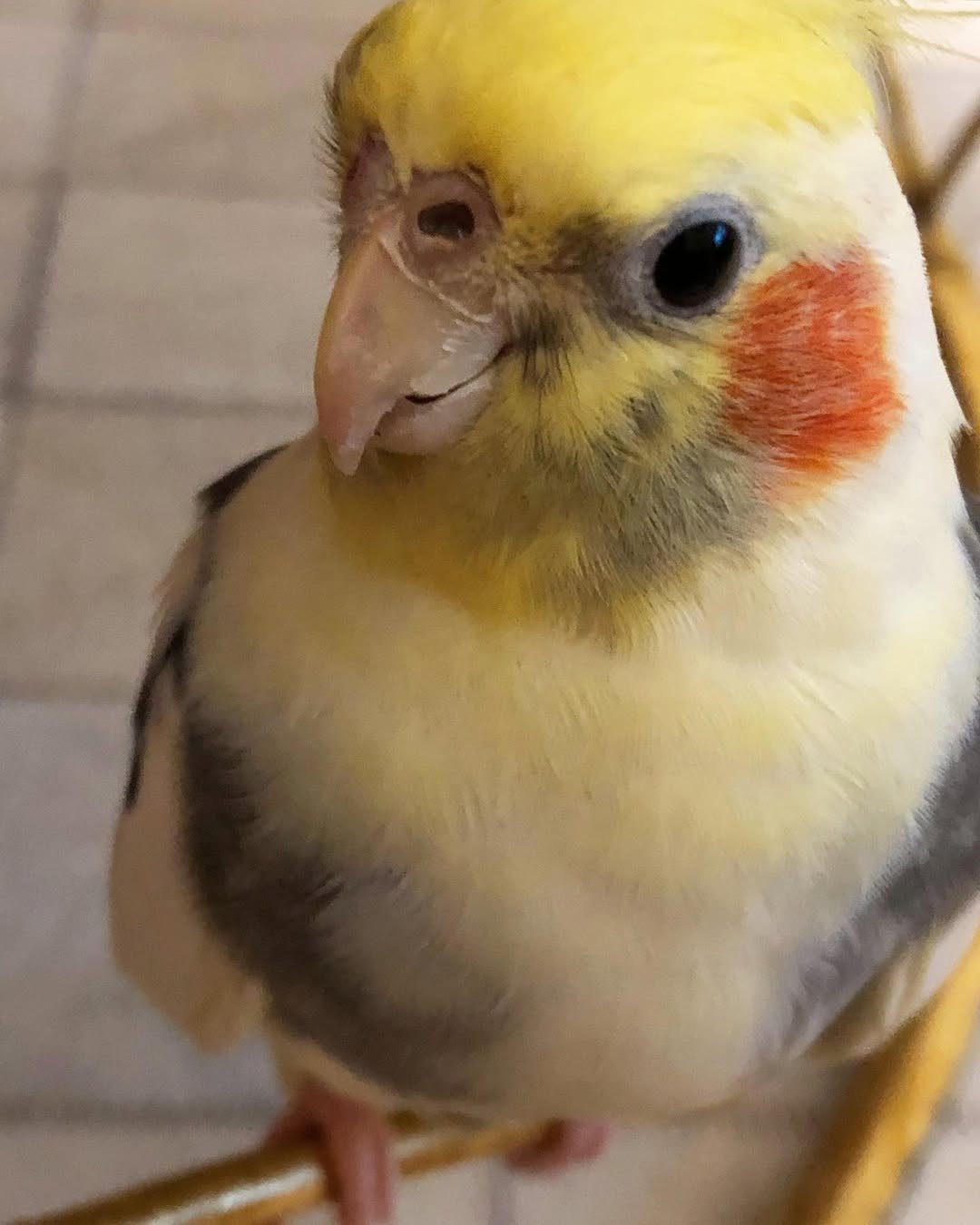 Cockatiel breeders in Utah