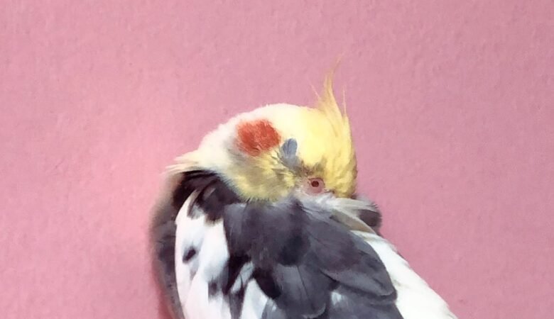 Cockatiel breeders in Virginia