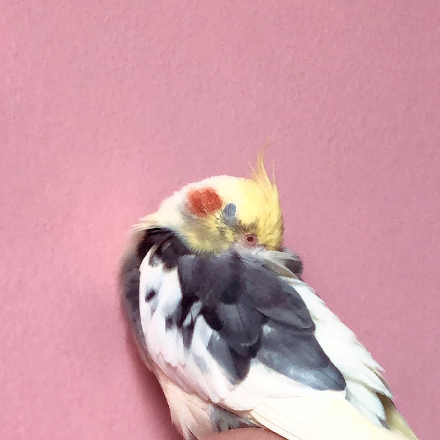 Cockatiel breeders in Virginia
