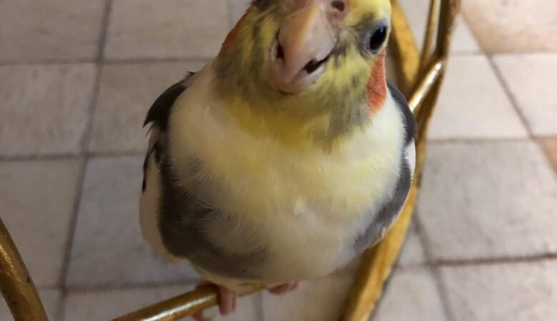 Cockatiel birds in Maine