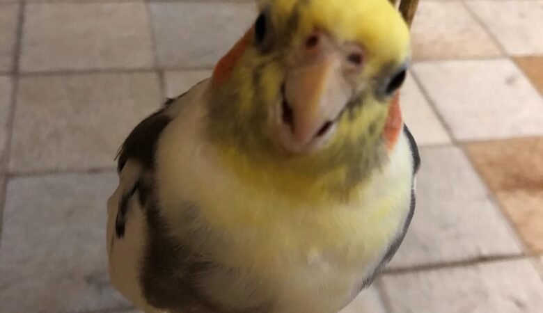 Cockatiel birds in Maryland