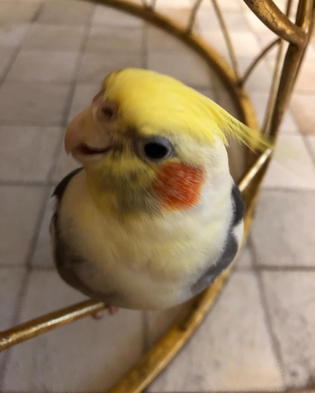 Cockatiel breeders in Washington