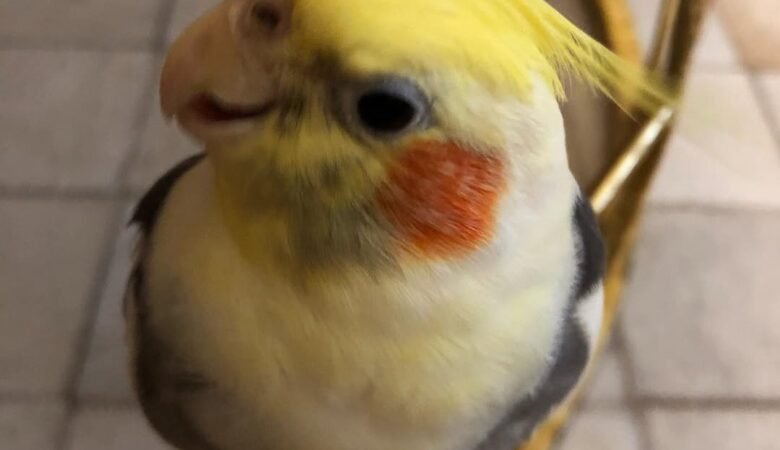 Cockatiel birds in Hawaii