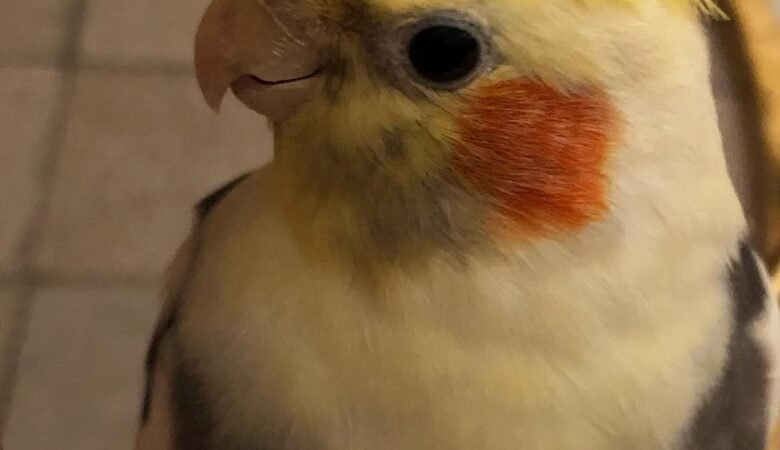 Cockatiel breeders in West Virginia