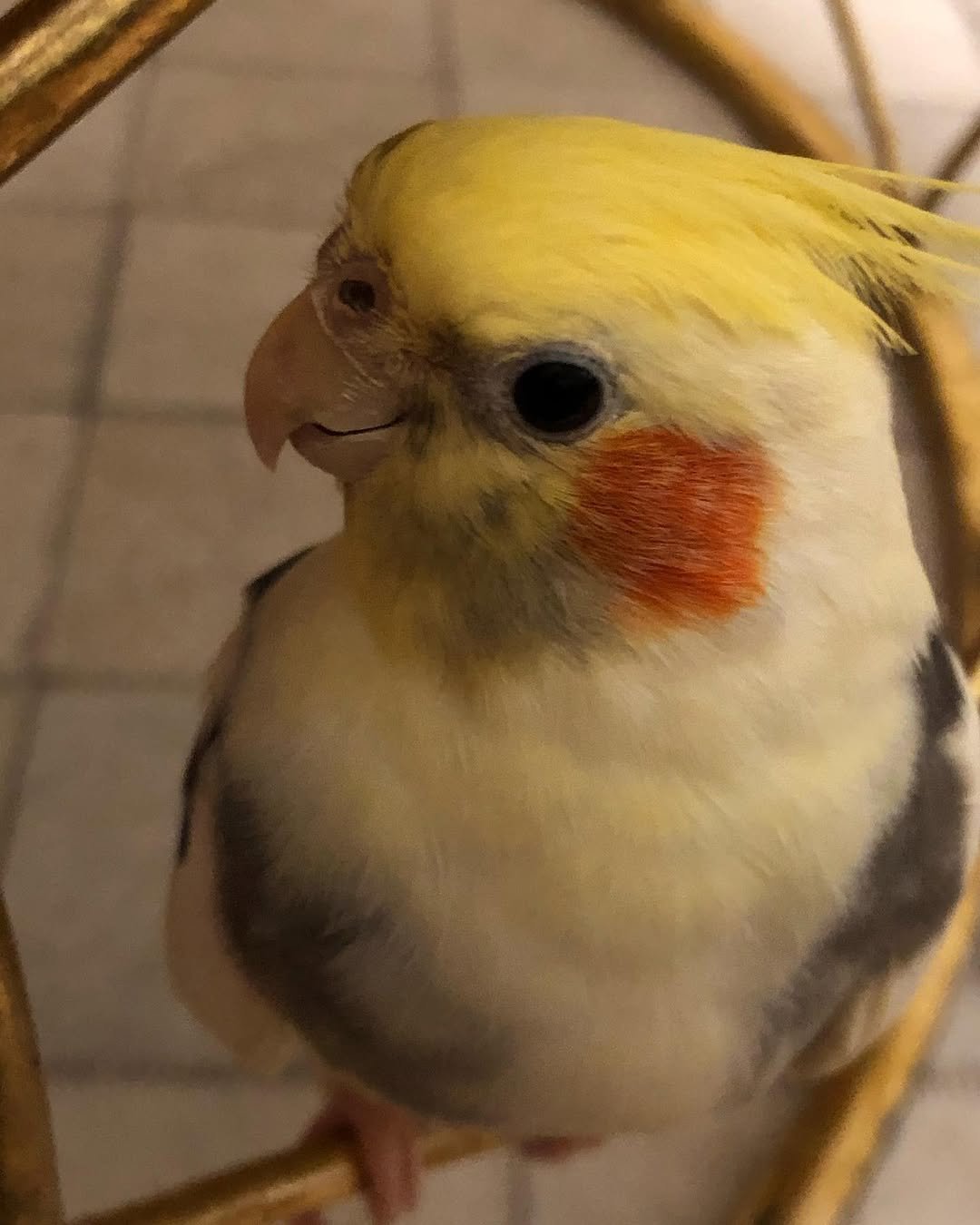 Why Do Cockatiels Scream or Whistle Loudly