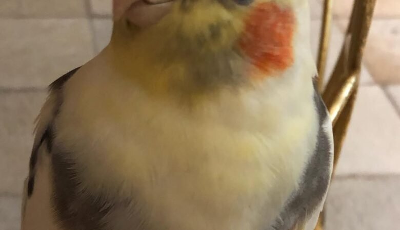 Cockatiel birds in Iowa